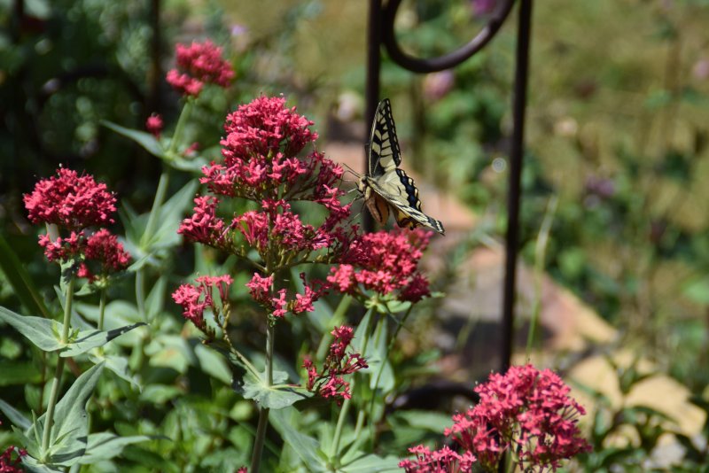 Machaon venu butiner une valériane. printemps 2022. Isabelle Maligne